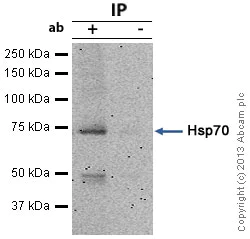 Immunoprecipitation - Anti-Hsp70 antibody [N27F3-4] (AB47454)
