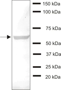 Western blot - Anti-Hsp70 antibody [N27F3-4] (AB47454)