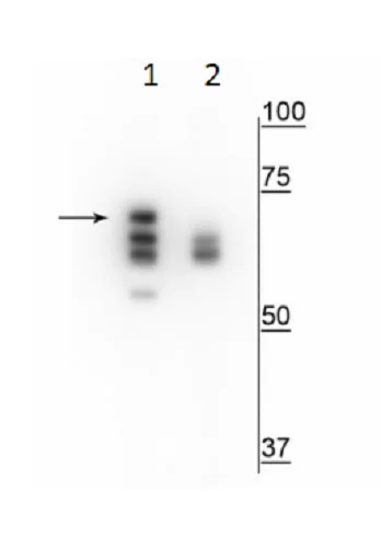 Western blot - Anti-Hsp70 (phospho S153) antibody (AB228421)