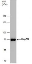 Western blot - Anti-Hsp70l antibody (AB210559), expandable thumbnail