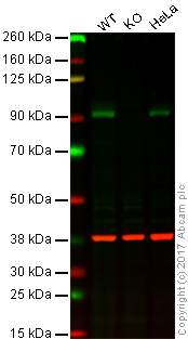 Western blot - Anti-Hsp90 alpha antibody [2G5.G3] (AB79849), expandable thumbnail