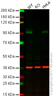 Western blot - Anti-Hsp90 alpha antibody [2G5.G3] (AB79849)