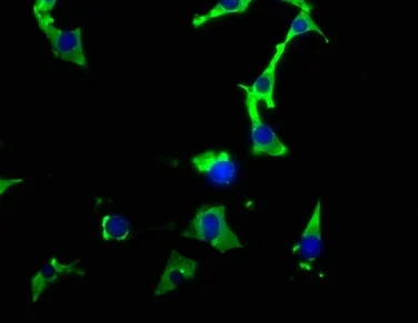 Immunocytochemistry/ Immunofluorescence - Anti-Hsp90 alpha antibody [4B5] (AB314005)