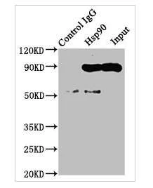 Immunoprecipitation - Anti-Hsp90 alpha antibody [4B5] (AB314005)