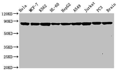 Western blot - Anti-Hsp90 alpha antibody [4B5] (AB314005)