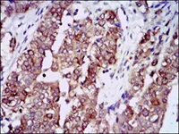 Immunohistochemistry (Formalin/PFA-fixed paraffin-embedded sections) - Anti-Hsp90 alpha antibody [5G5] (AB128483)