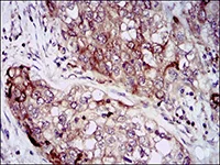 Immunohistochemistry (Formalin/PFA-fixed paraffin-embedded sections) - Anti-Hsp90 alpha antibody [5G5] (AB128483)