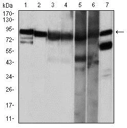 Western blot - Anti-Hsp90 alpha antibody [5G5] (AB128483)