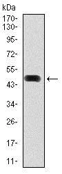 Western blot - Anti-Hsp90 alpha antibody [5G5] (AB128483)