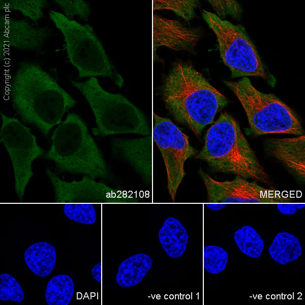 Immunocytochemistry/ Immunofluorescence - Anti-Hsp90 alpha antibody [68/Hsp90] (AB282108)