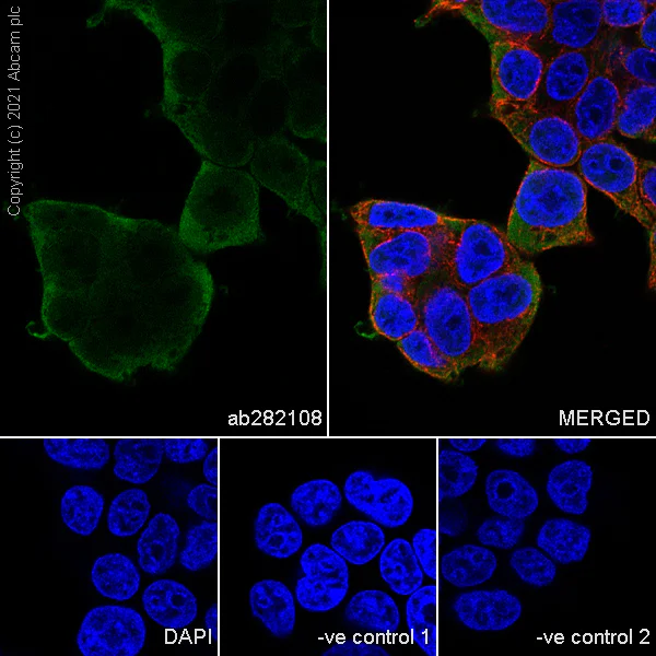 Immunocytochemistry/ Immunofluorescence - Anti-Hsp90 alpha antibody [68/Hsp90] (AB282108)