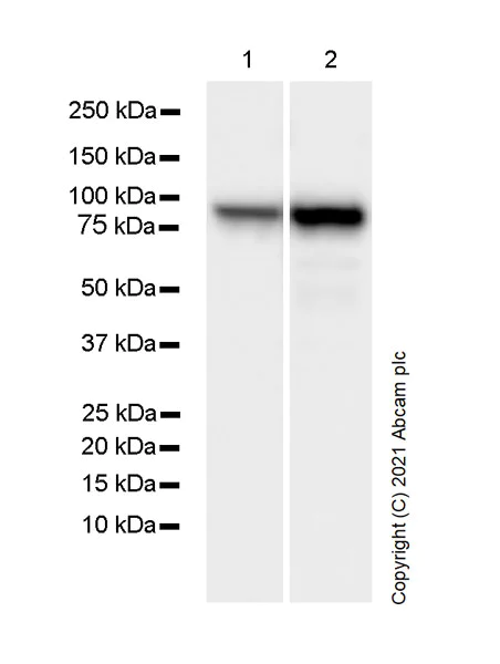 Western blot - Anti-Hsp90 alpha antibody [68/Hsp90] (AB282108)