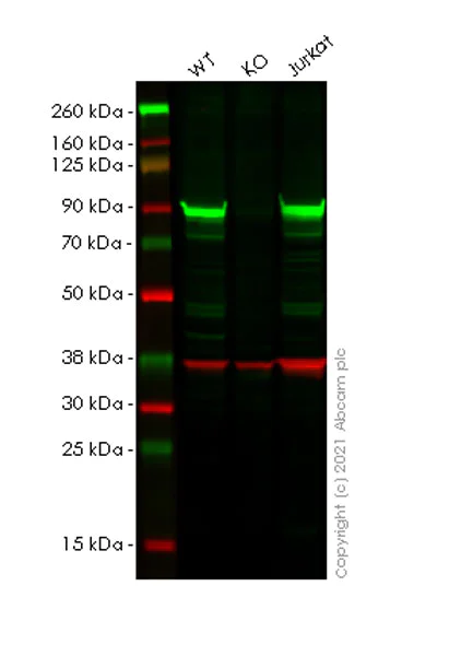 Western blot - Anti-Hsp90 alpha antibody [68/Hsp90] - BSA and Azide free (AB282128)