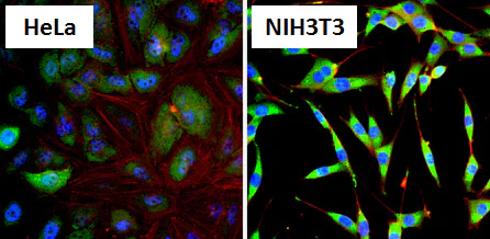Immunocytochemistry/ Immunofluorescence - Anti-Hsp90 alpha antibody (AB2928)