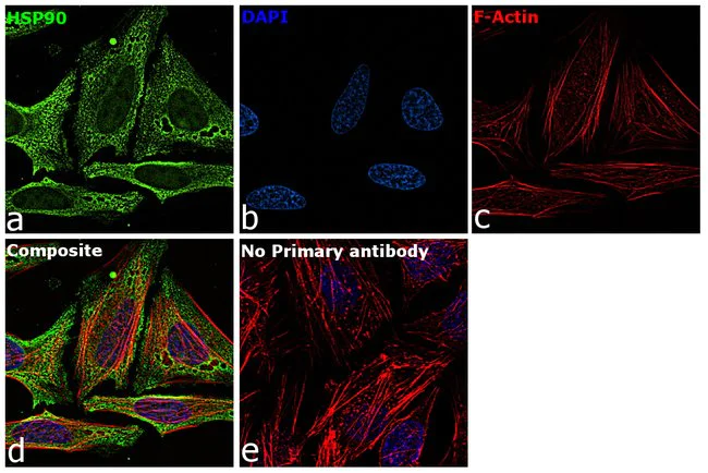 Immunocytochemistry/ Immunofluorescence - Anti-Hsp90 alpha antibody (AB2928)