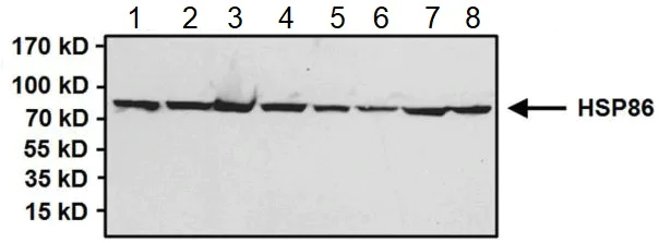 Western blot - Anti-Hsp90 alpha antibody (AB2928)