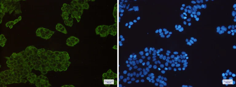 Immunocytochemistry/ Immunofluorescence - Anti-Hsp90 alpha + Hsp90 beta Antibody [S08-8A1] (AB317388)