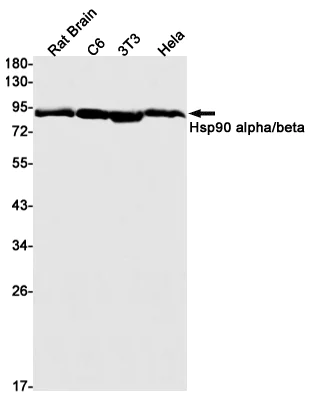 Western blot - Anti-Hsp90 alpha + Hsp90 beta Antibody [S08-8A1] (AB317388)