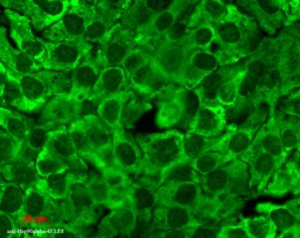 Immunocytochemistry/ Immunofluorescence - Anti-Hsp90 antibody [4F3.E8] (AB79848)