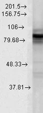Western blot - Anti-Hsp90 antibody [4F3.E8] (AB79848)