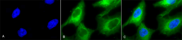 Immunocytochemistry/ Immunofluorescence - Anti-Hsp90 antibody (AB13495)