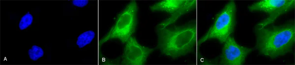 Immunocytochemistry/ Immunofluorescence - Anti-Hsp90 antibody (AB13495)