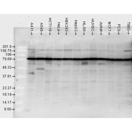 Western blot - Anti-Hsp90 antibody (AB13495)