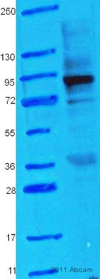 Western blot - Anti-Hsp90 antibody (AB13495)