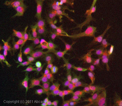 Immunocytochemistry/ Immunofluorescence - Anti-Hsp90 antibody [AC88] (AB13492)