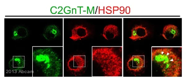 Immunocytochemistry/ Immunofluorescence - Anti-Hsp90 antibody [AC88] (AB13492)