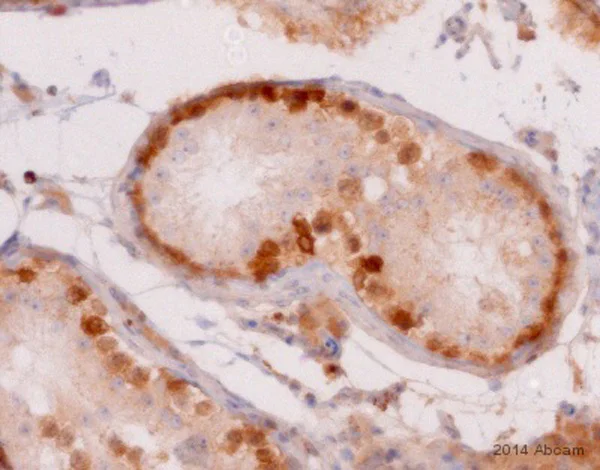 Immunohistochemistry (Formalin/PFA-fixed paraffin-embedded sections) - Anti-Hsp90 antibody [AC88] (AB13492)