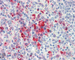 Immunohistochemistry (Formalin/PFA-fixed paraffin-embedded sections) - Anti-Hsp90 antibody [AC88] (AB13492)
