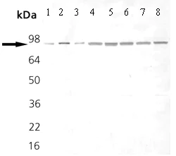 Western blot - Anti-Hsp90 antibody [AC88] (AB13492)
