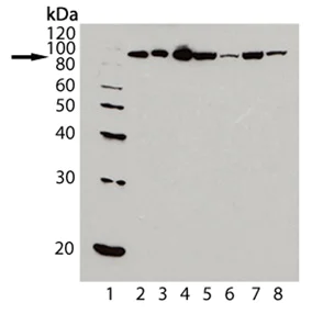 Western blot - Anti-Hsp90 antibody [AC88] (AB13492)