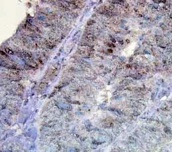 Immunohistochemistry (Formalin/PFA-fixed paraffin-embedded sections) - Anti-Hsp90 antibody [D7a] (AB59459)
