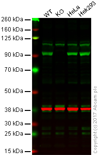 Western blot - Anti-Hsp90 antibody [D7a] (AB59459)