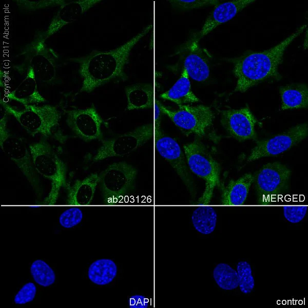 Immunocytochemistry/ Immunofluorescence - Anti-Hsp90 antibody [EPR16621-67] (AB203126)