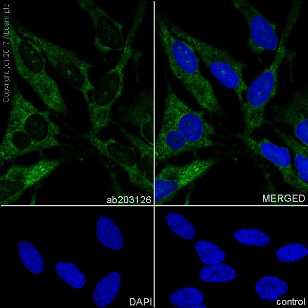 Immunocytochemistry/ Immunofluorescence - Anti-Hsp90 antibody [EPR16621-67] (AB203126)