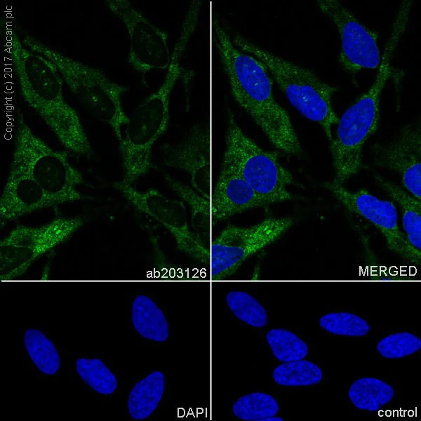 Immunocytochemistry/ Immunofluorescence - Anti-Hsp90 antibody [EPR16621-67] (AB203126)