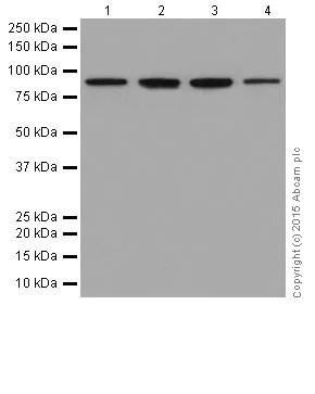Western blot - Anti-Hsp90 antibody [EPR16621-67] (AB203126)