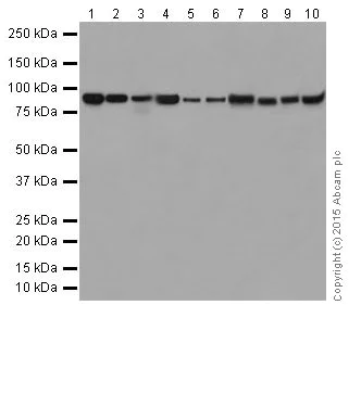 Western blot - Anti-Hsp90 antibody [EPR16621-67] (AB203126)