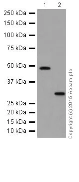 Western blot - Anti-Hsp90 antibody [EPR16621-67] (AB203126)