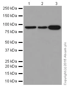 Western blot - Anti-Hsp90 antibody [EPR16621-67] (AB203126)