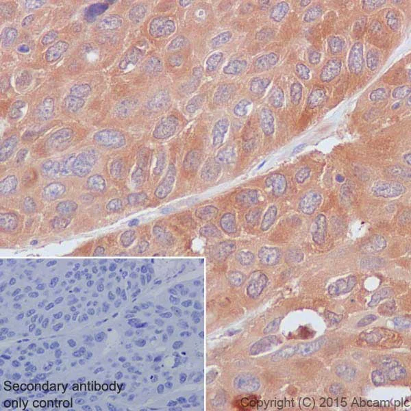 Immunohistochemistry (Formalin/PFA-fixed paraffin-embedded sections) - Anti-Hsp90 antibody [EPR16621-67] - BSA and Azide free (AB240366)