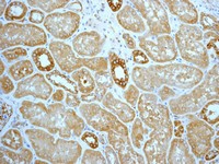 Immunohistochemistry (Formalin/PFA-fixed paraffin-embedded sections) - Anti-Hsp90 antibody [EPR3953] (AB109248), expandable thumbnail