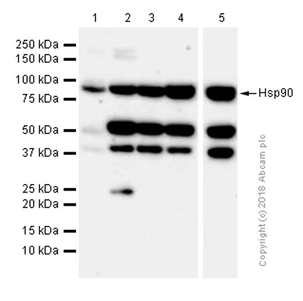Western blot - Anti-Hsp90 antibody [EPR3953] (AB109248), expandable thumbnail
