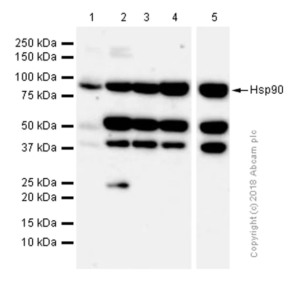Western blot - Anti-Hsp90 antibody [EPR3953] (AB109248)