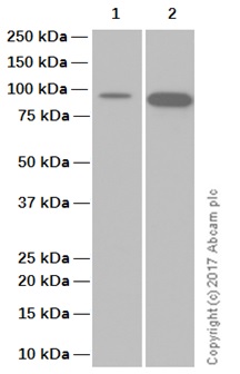 Western blot - Anti-Hsp90 antibody [EPR3953] (AB109248), expandable thumbnail