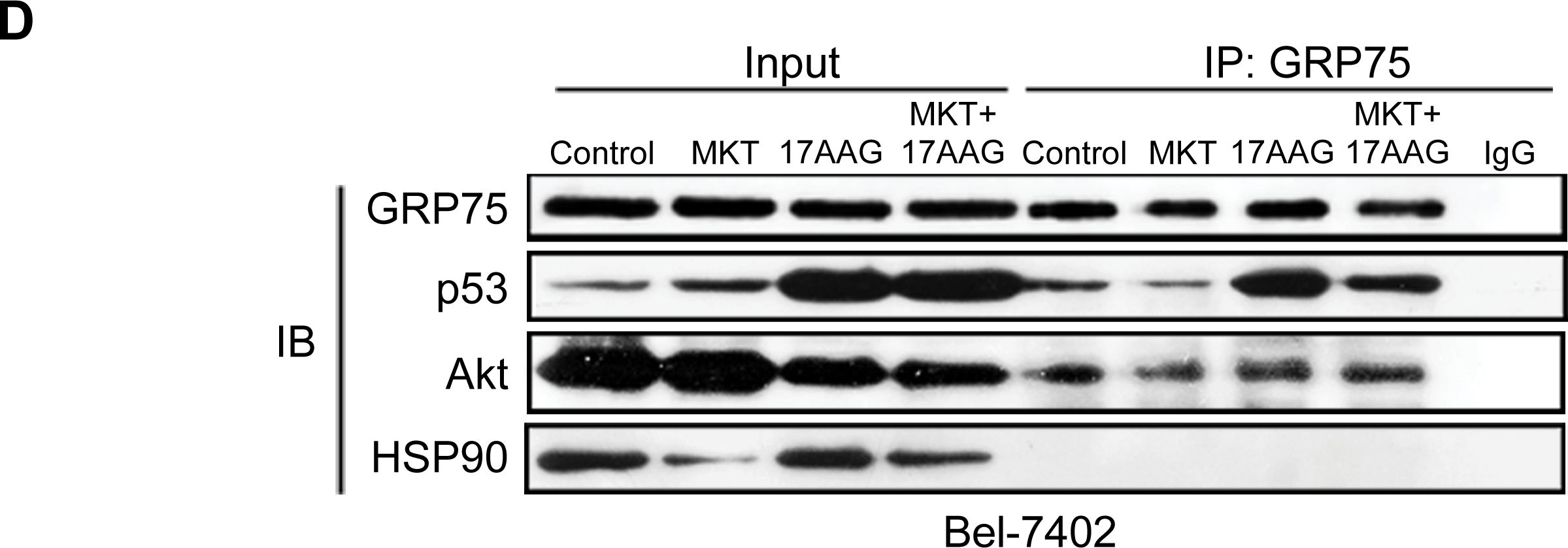 Western blot - Anti-Hsp90 antibody [EPR3953] (ab109248), expandable thumbnail