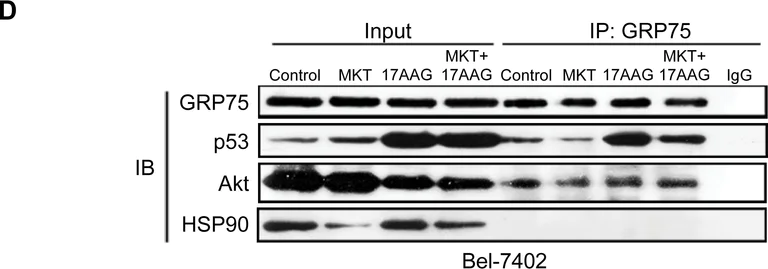 Western blot - Anti-Hsp90 antibody [EPR3953] (AB109248)